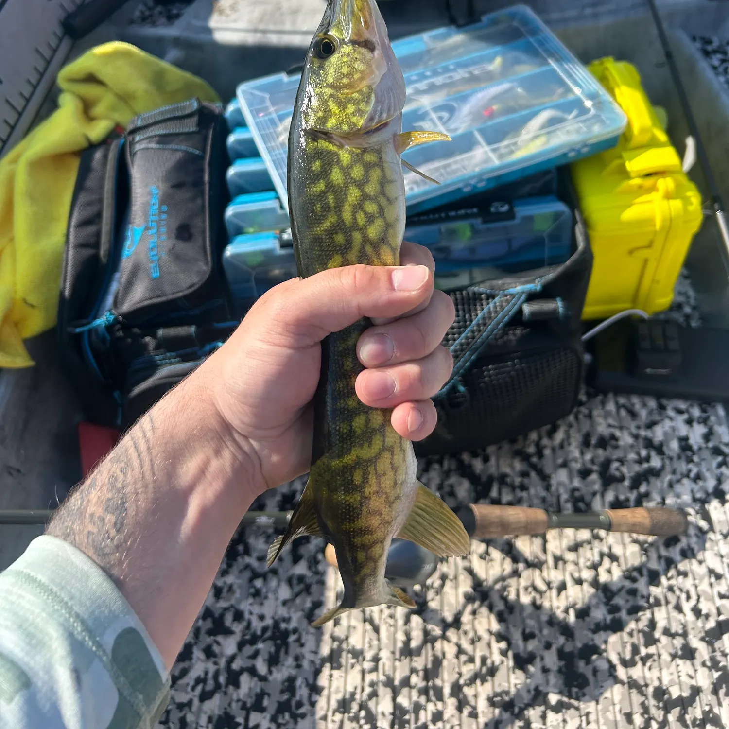 recently logged catches
