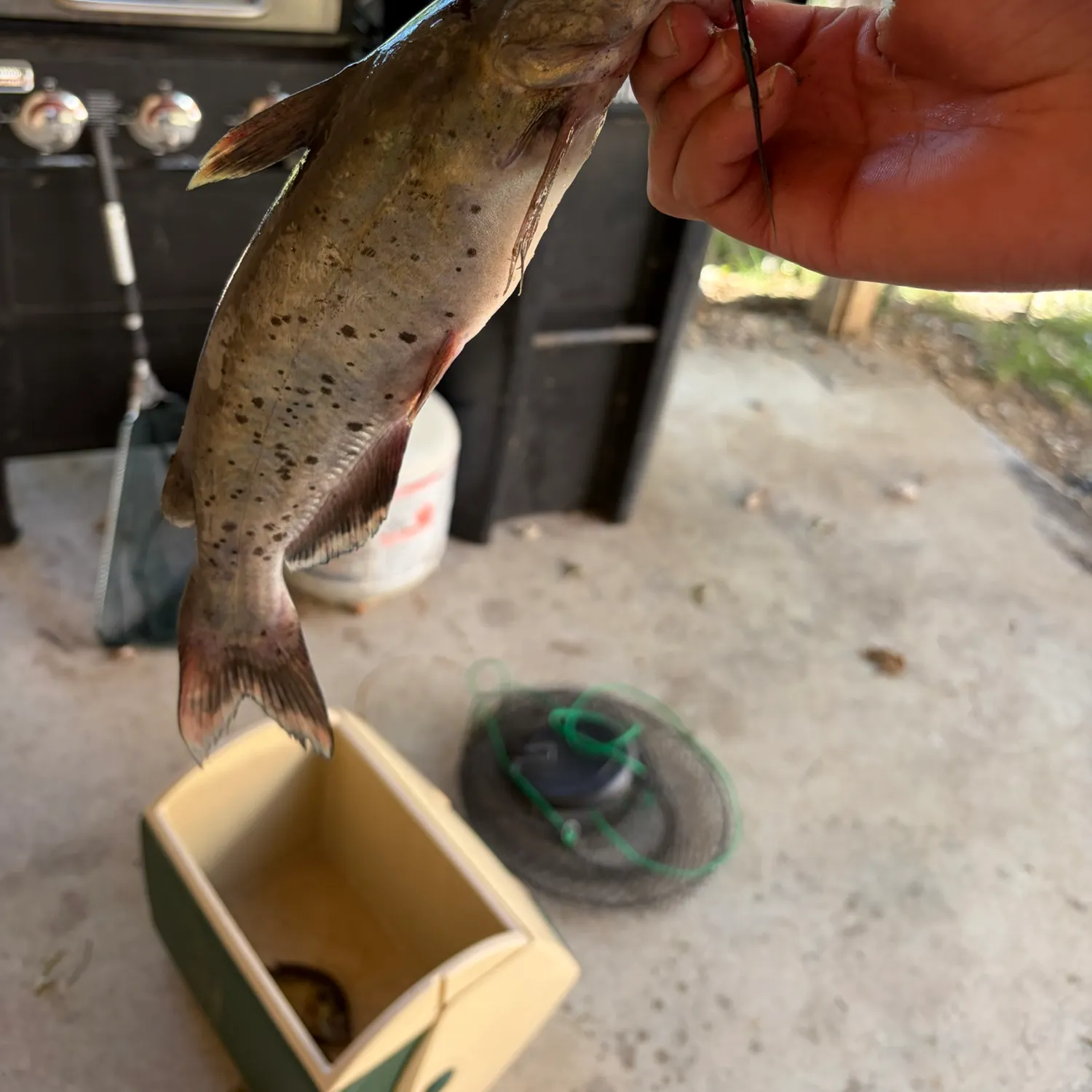 Channel catfish caught on Fishbrain