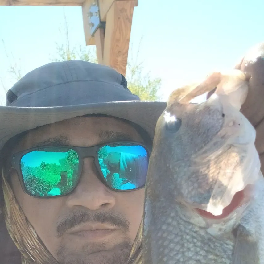 Spotted bass caught on Fishbrain