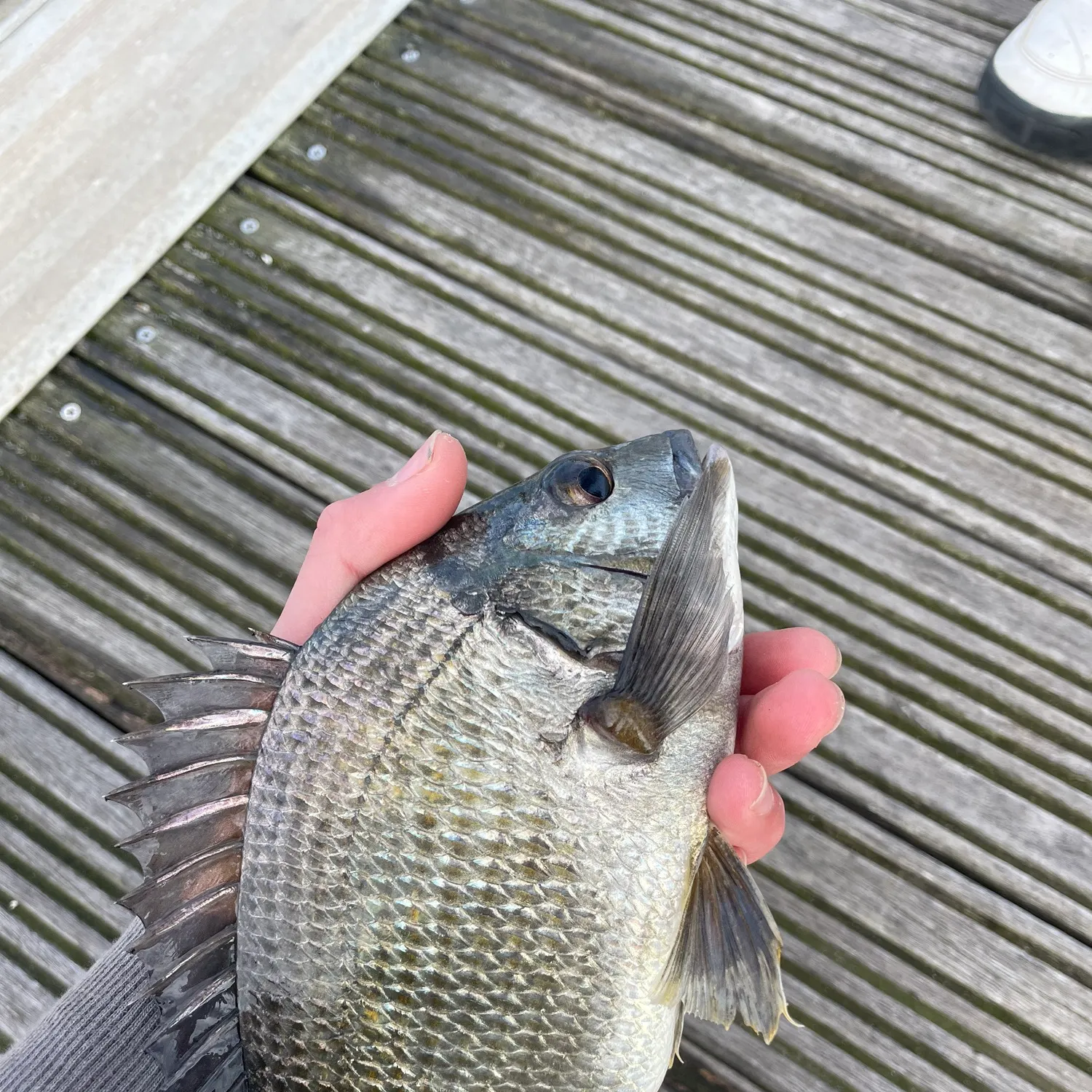 The most recent Southern black bream catches on Fishbrain