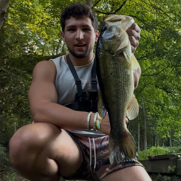 Largemouth bass caught on Fishbrain