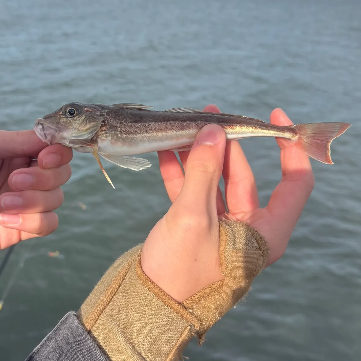 The most recent Red gurnard catches on Fishbrain