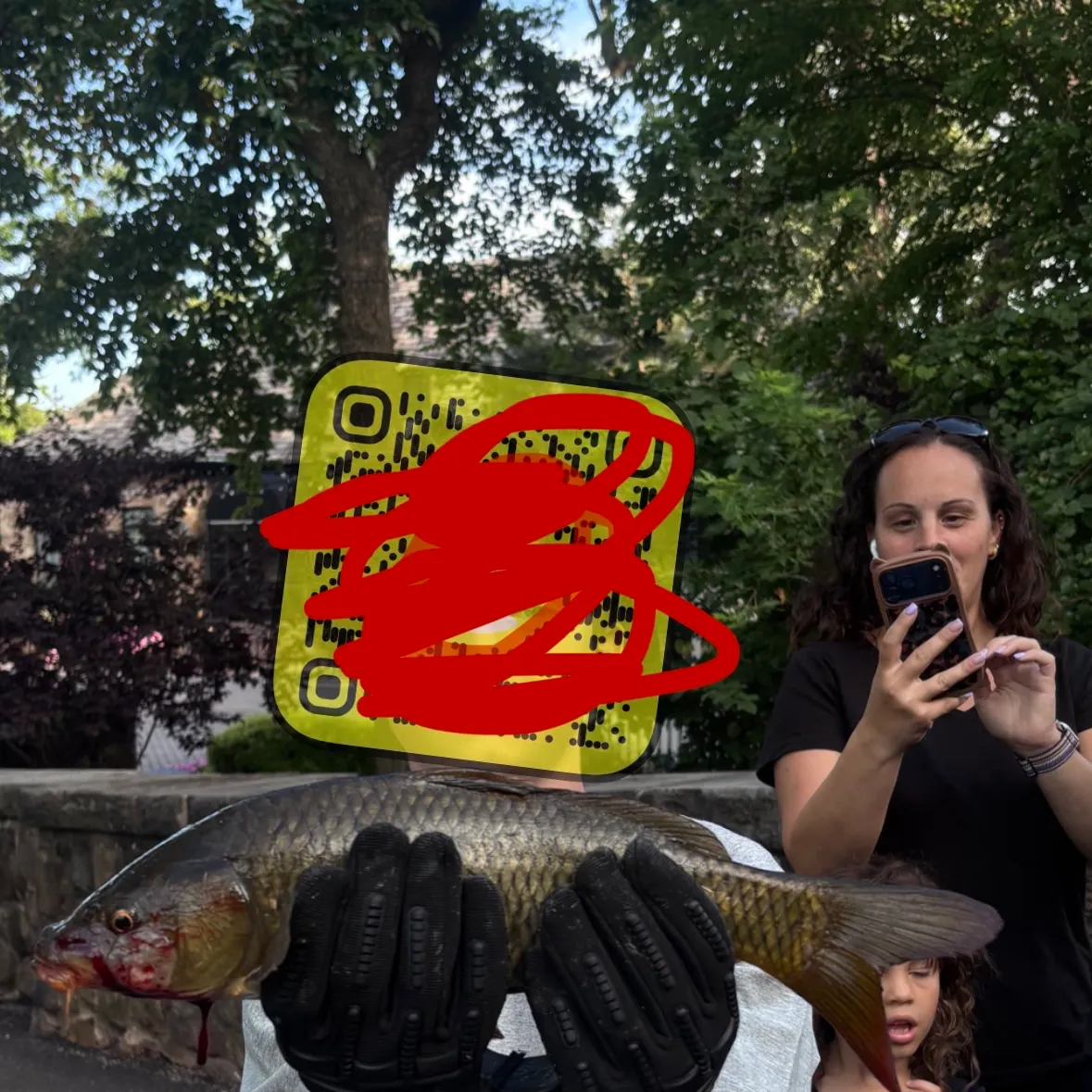 Common carp caught on Fishbrain