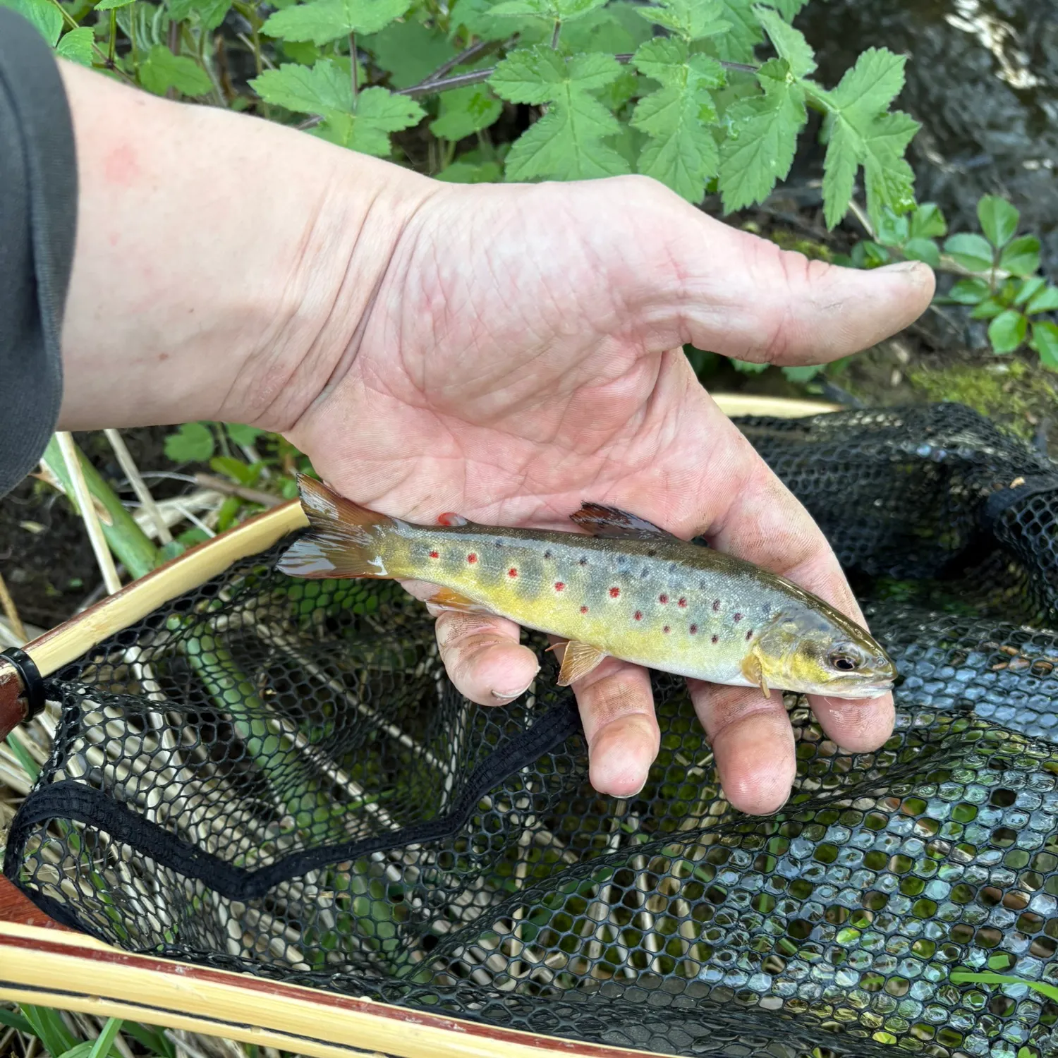 The most recent Lake trout catches on Fishbrain