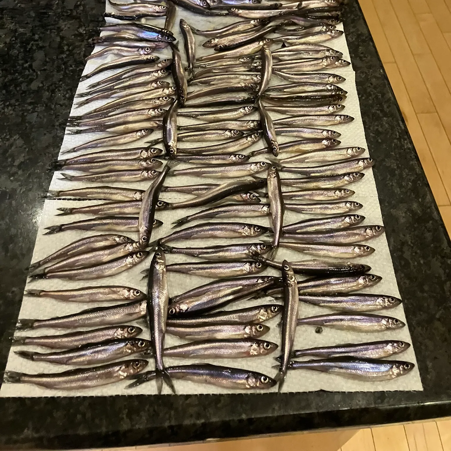 The most recent Arctic rainbow smelt catches on Fishbrain