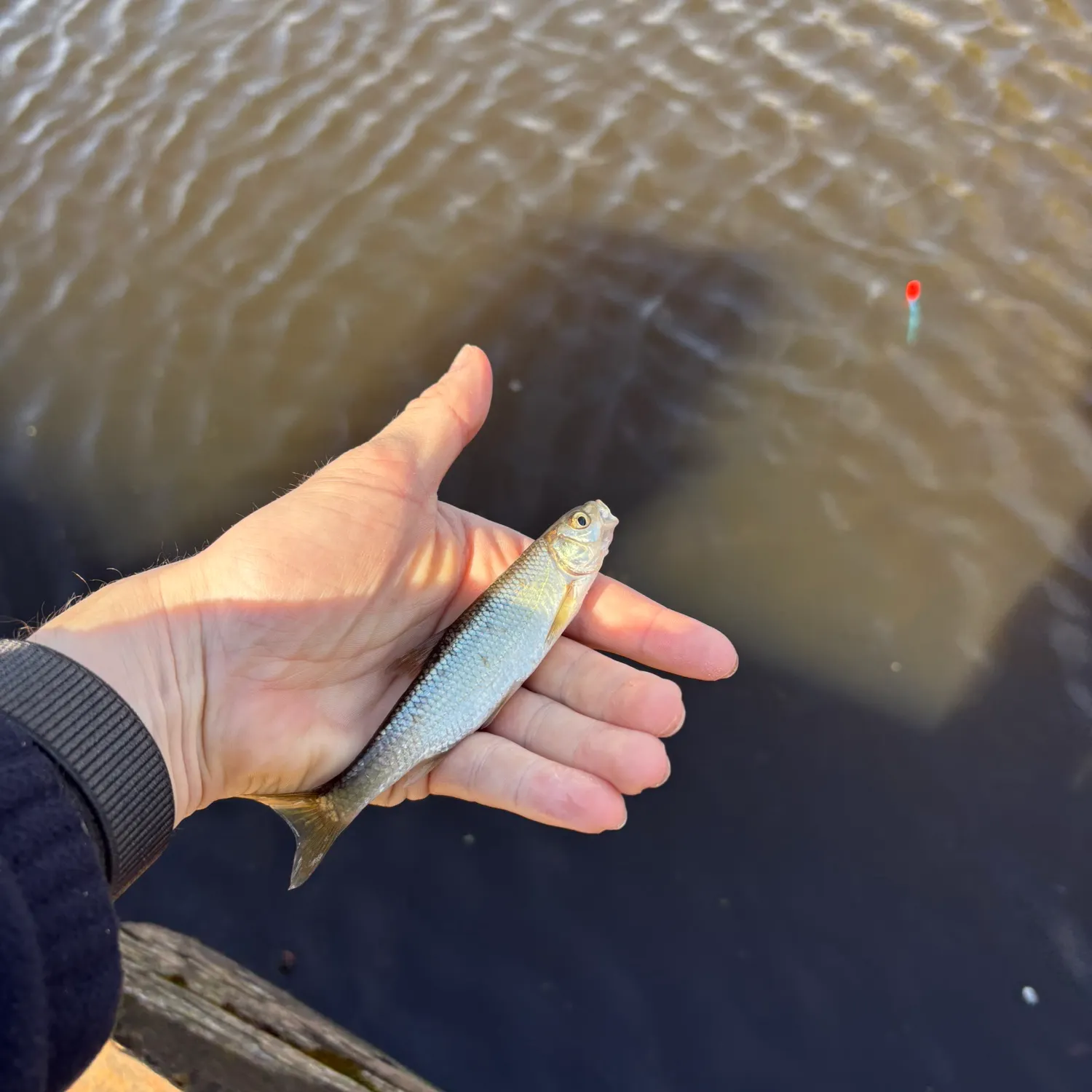 The most recent Common dace catches on Fishbrain