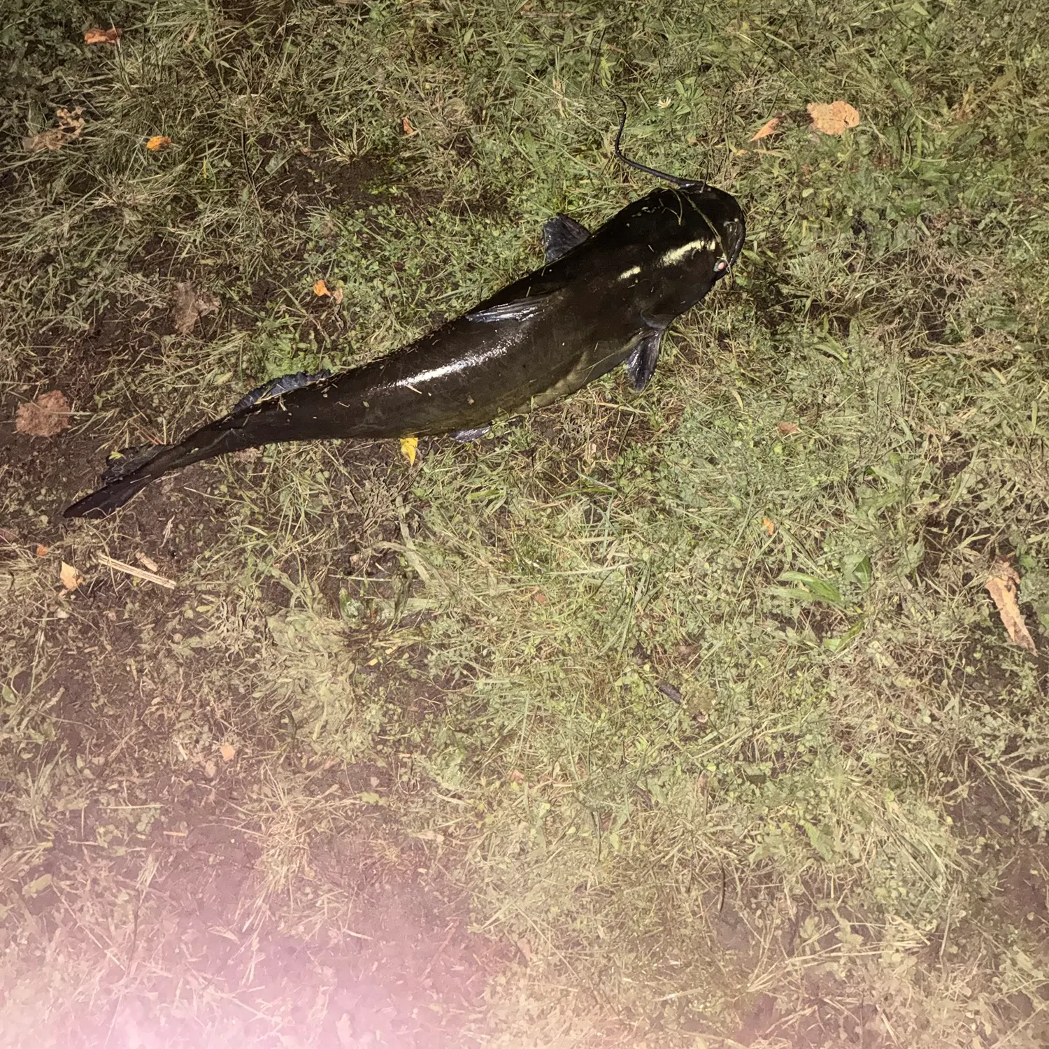 Channel catfish caught on Fishbrain