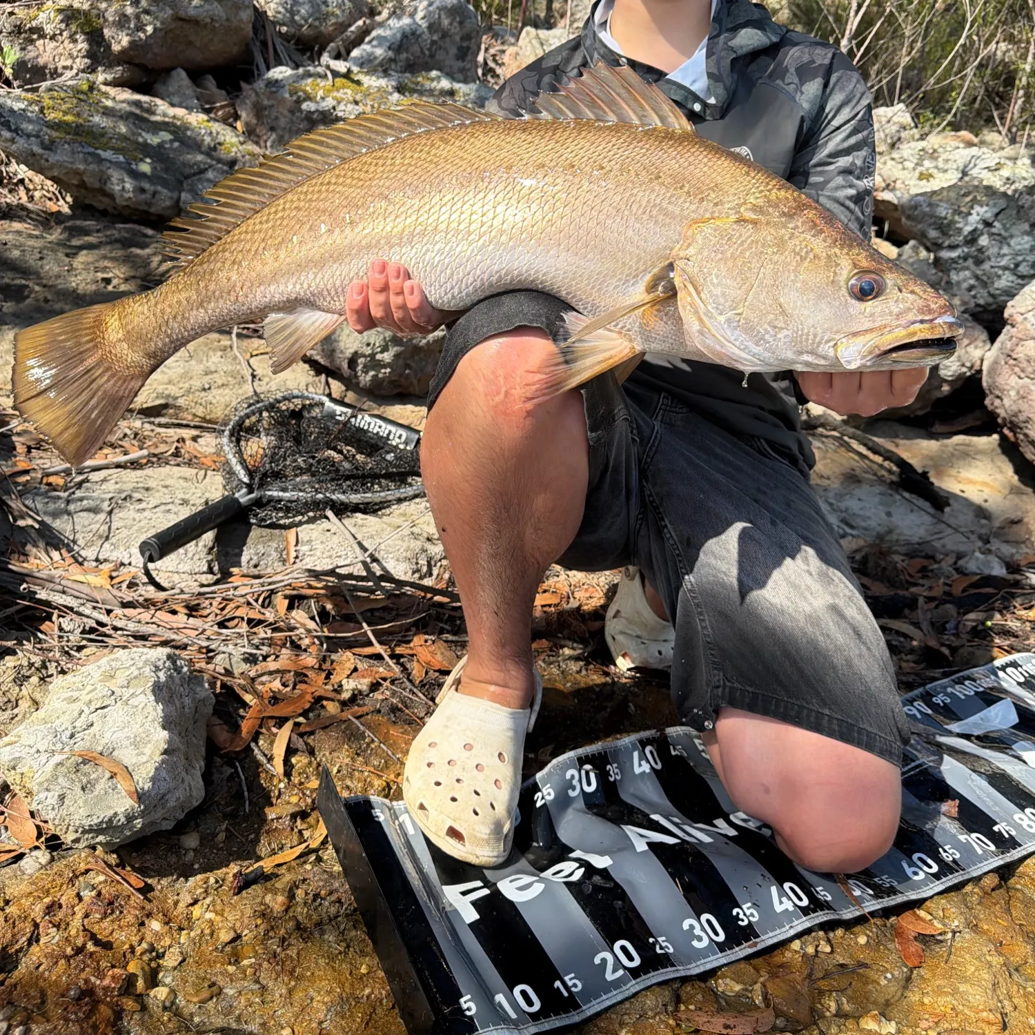 Japanese meagre caught on Fishbrain