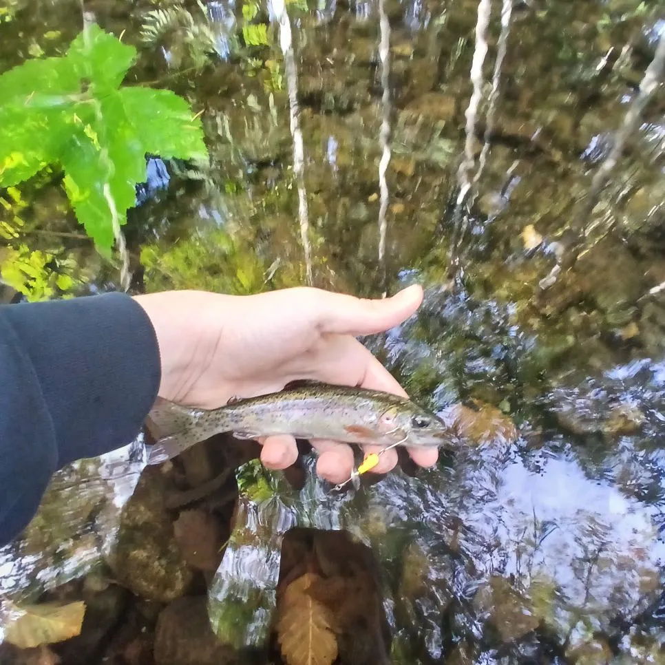Coastal cutthroat trout caught on Fishbrain
