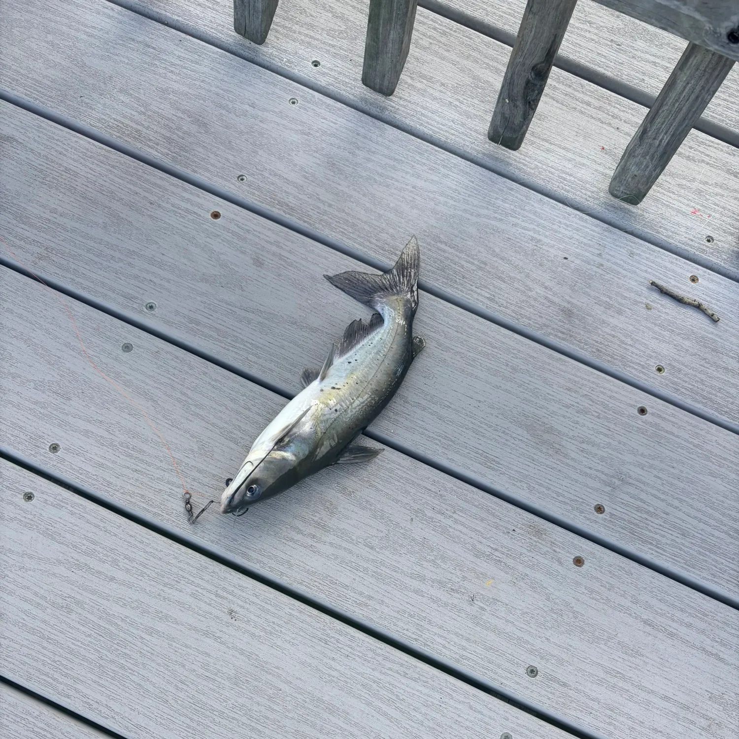 Channel catfish caught on Fishbrain