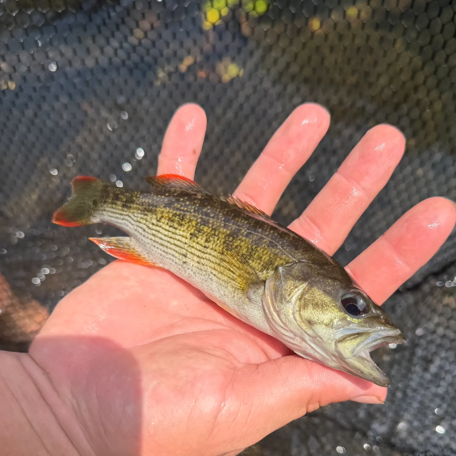 The most recent Chattahoochee bass catches on Fishbrain