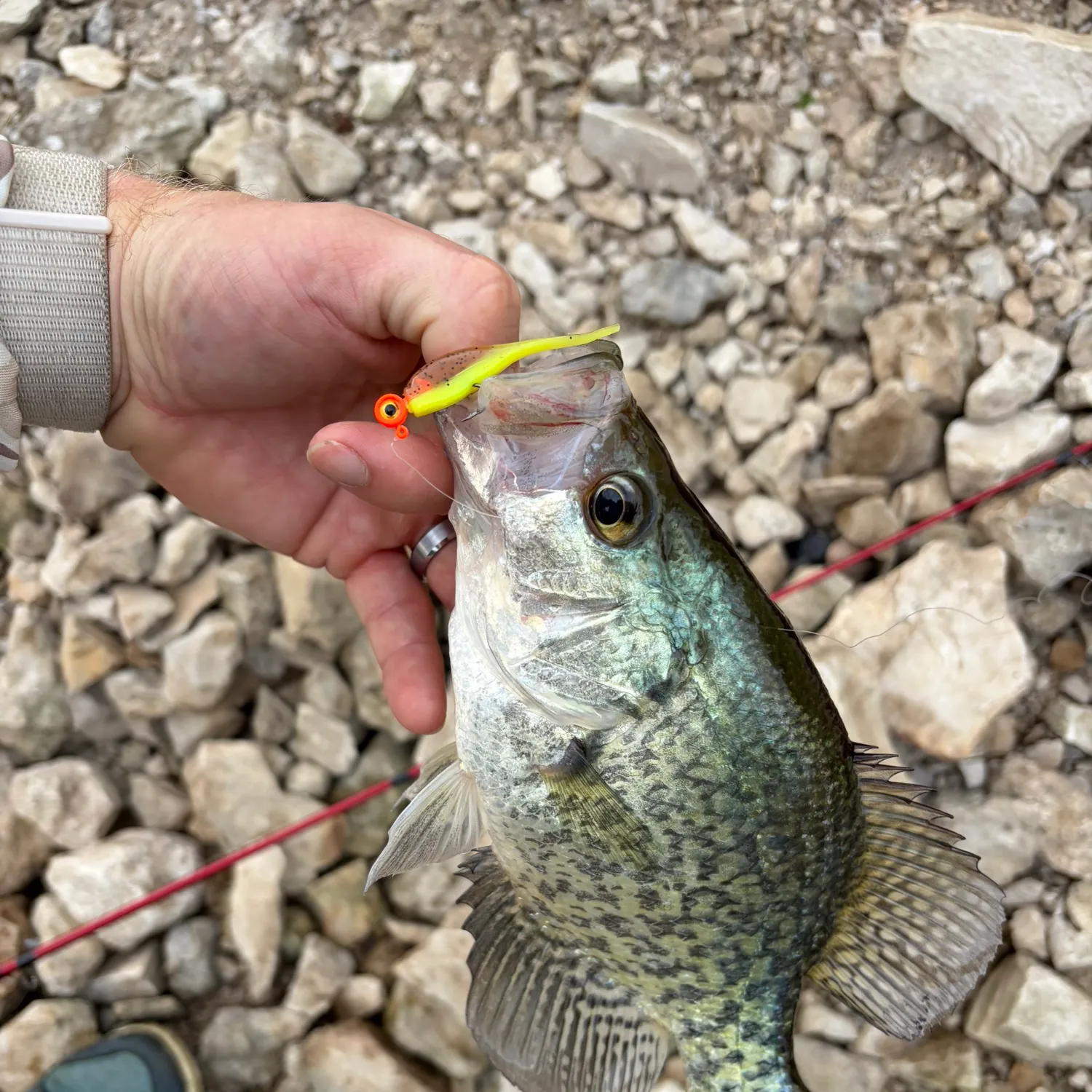 Black crappie caught on Fishbrain