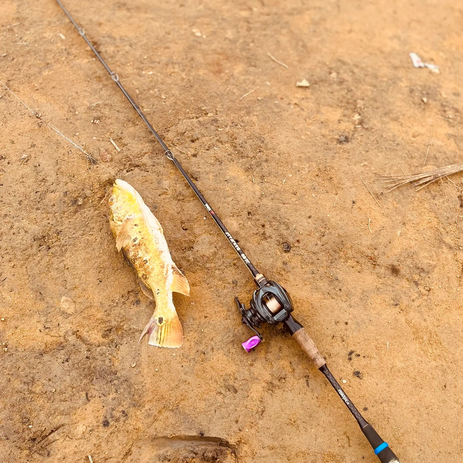 Butterfly peacock bass caught on Fishbrain
