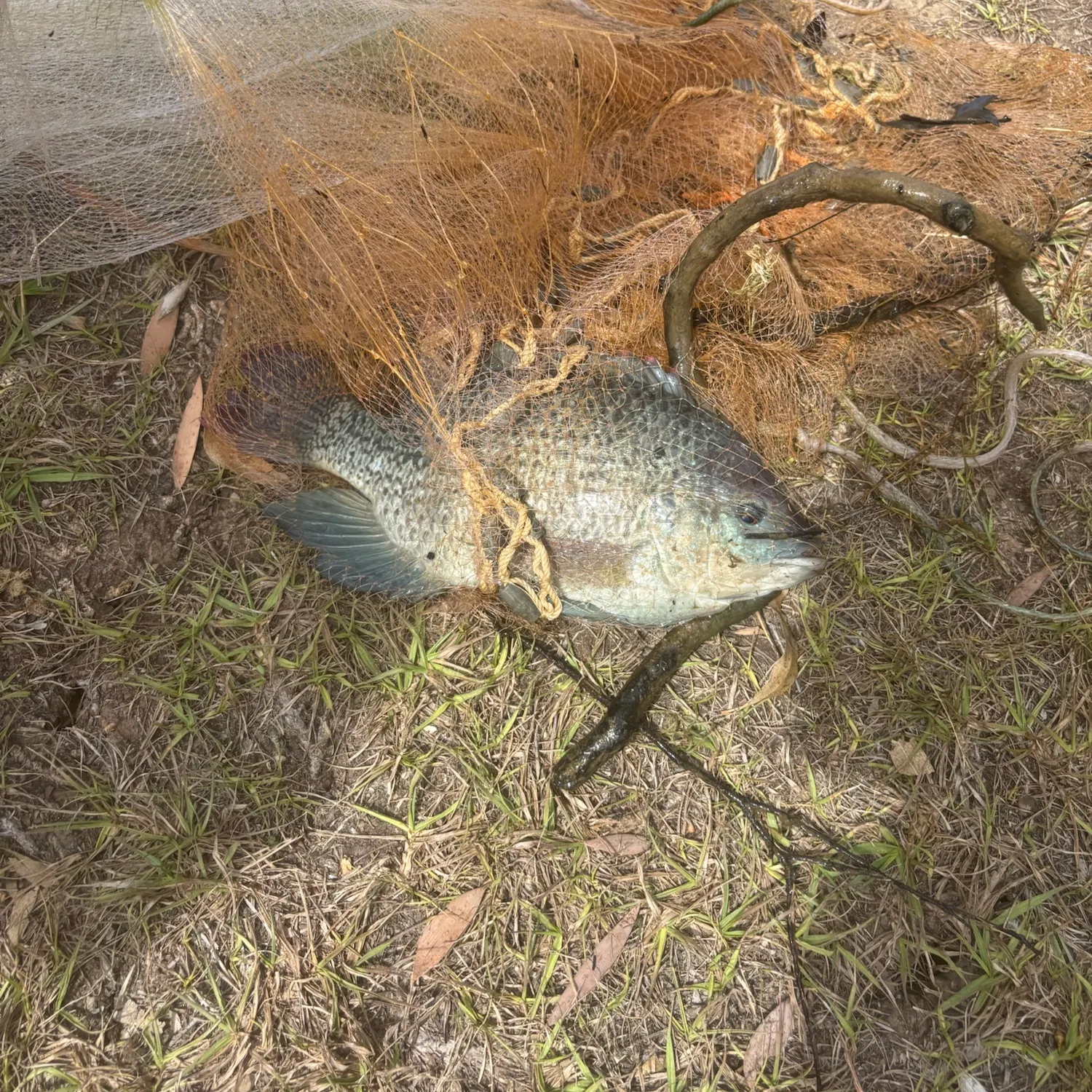 Fish caught on Fishbrain