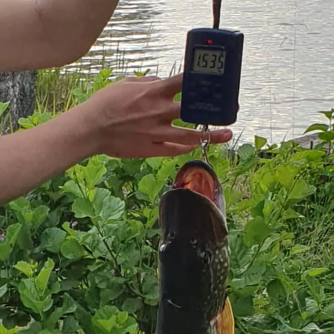 Northern pike caught on Fishbrain