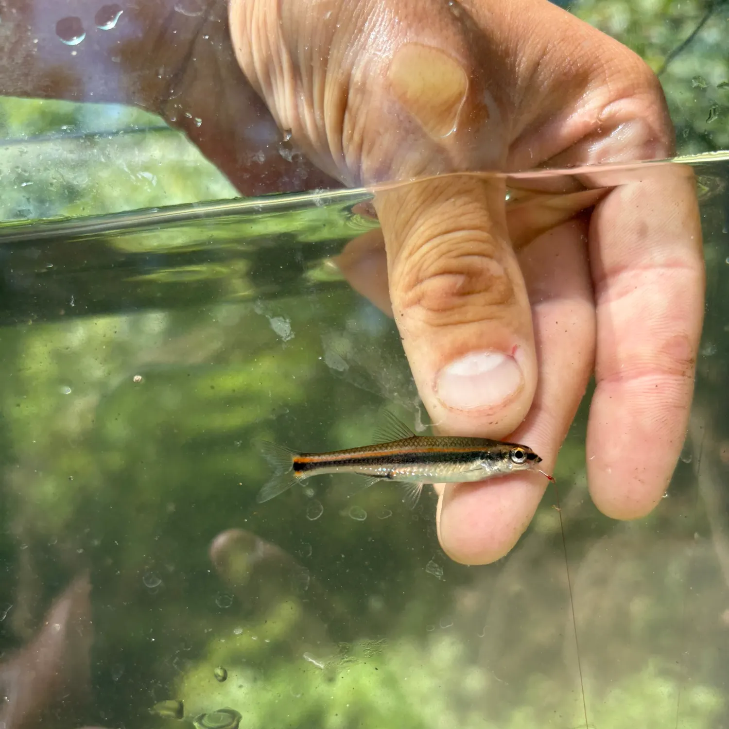 The most recent Redeye goby catches on Fishbrain