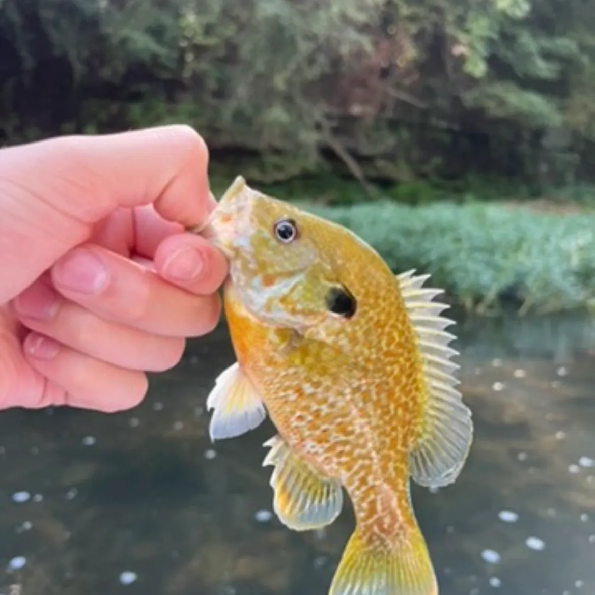 The most recent Longear x green sunfish catches on Fishbrain