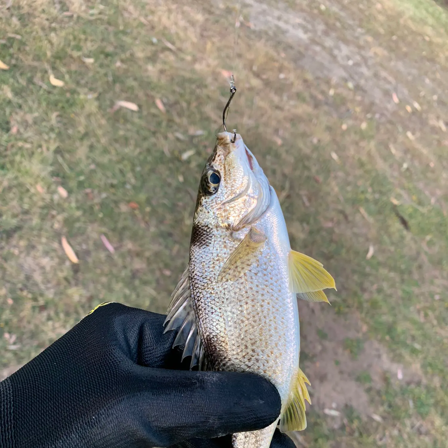 Yellowtail Grunter caught on Fishbrain