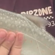 The most recent Bull trout catches on Fishbrain