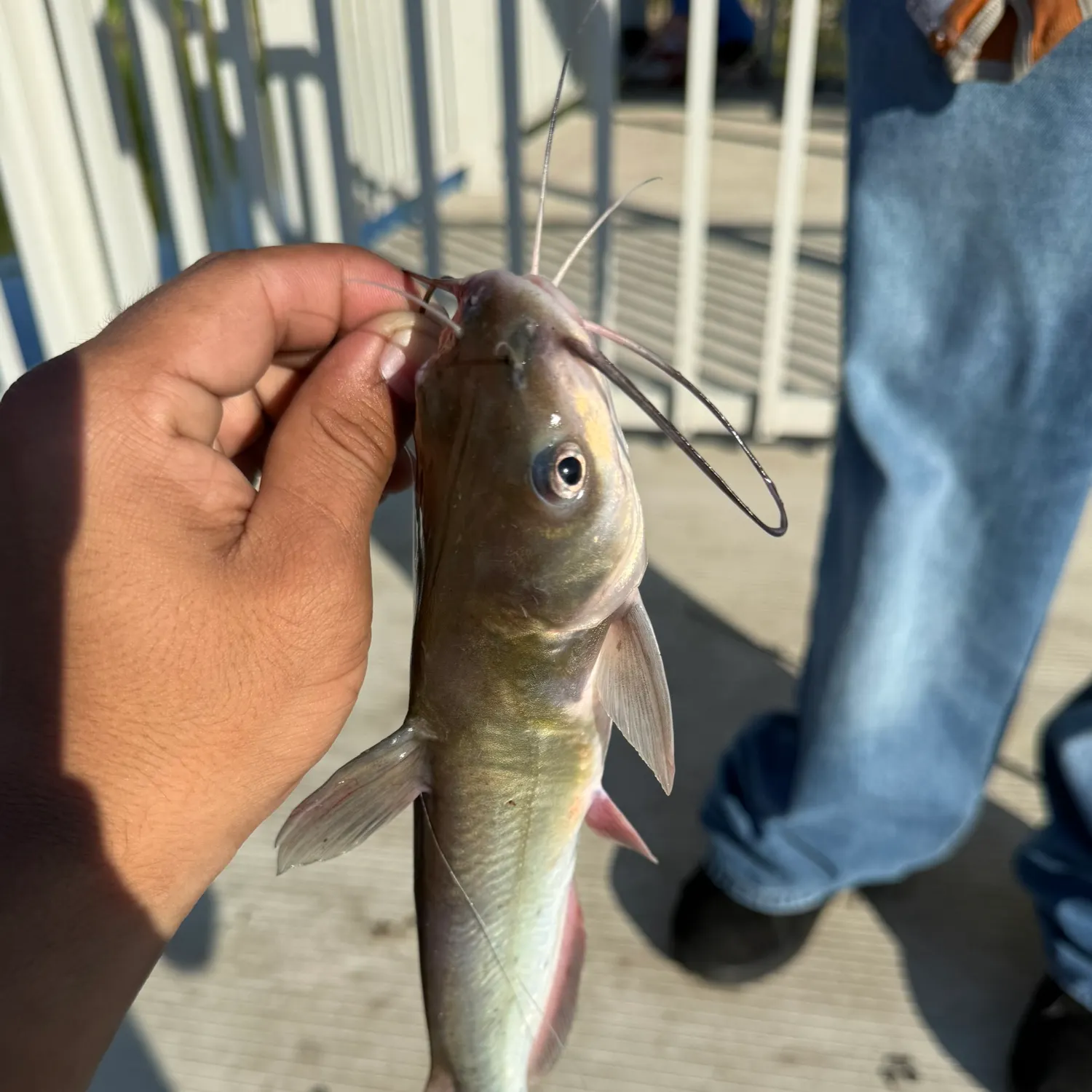 Channel catfish caught on Fishbrain