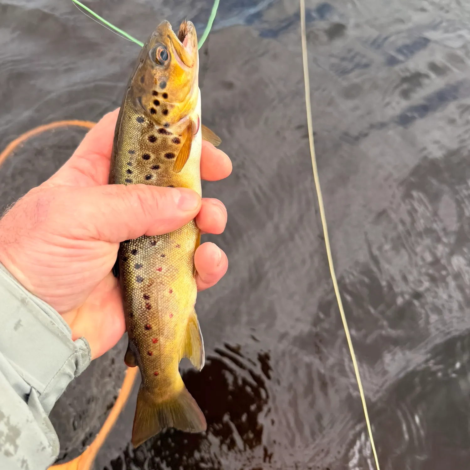 Brown trout caught on Fishbrain