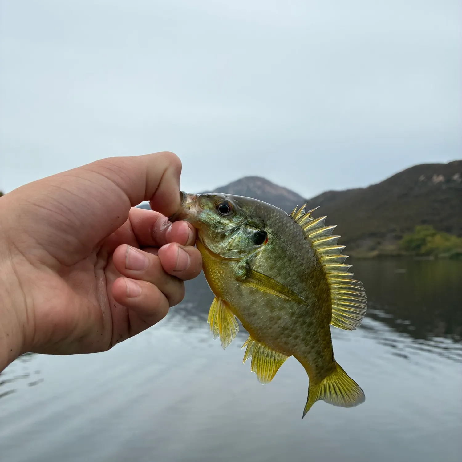 Redear sunfish caught on Fishbrain