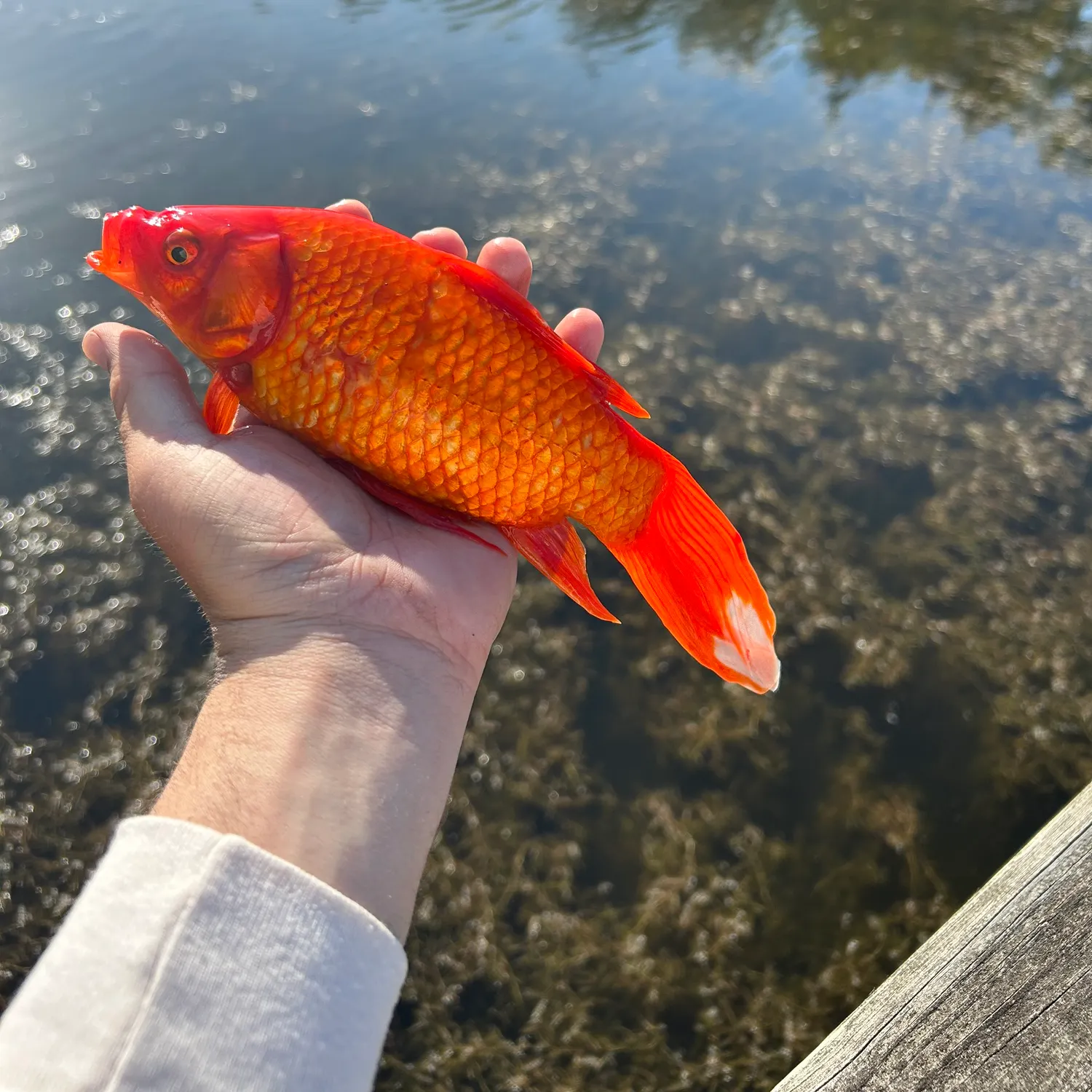 The most recent Goldfish catches on Fishbrain