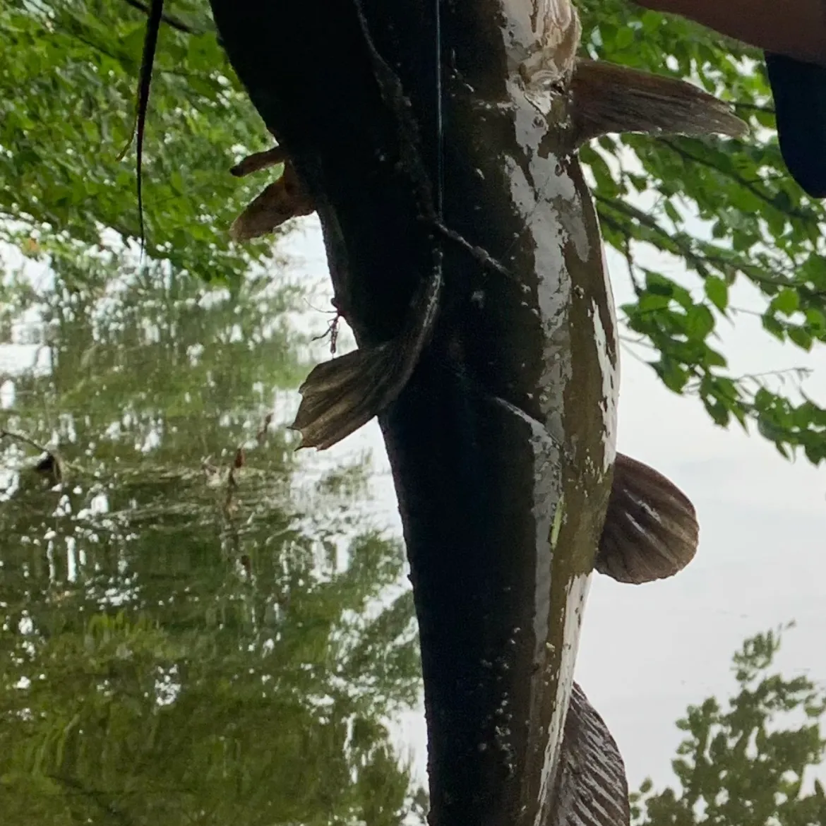 most liked catch image