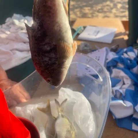 The most recent Ember parrotfish catches on Fishbrain