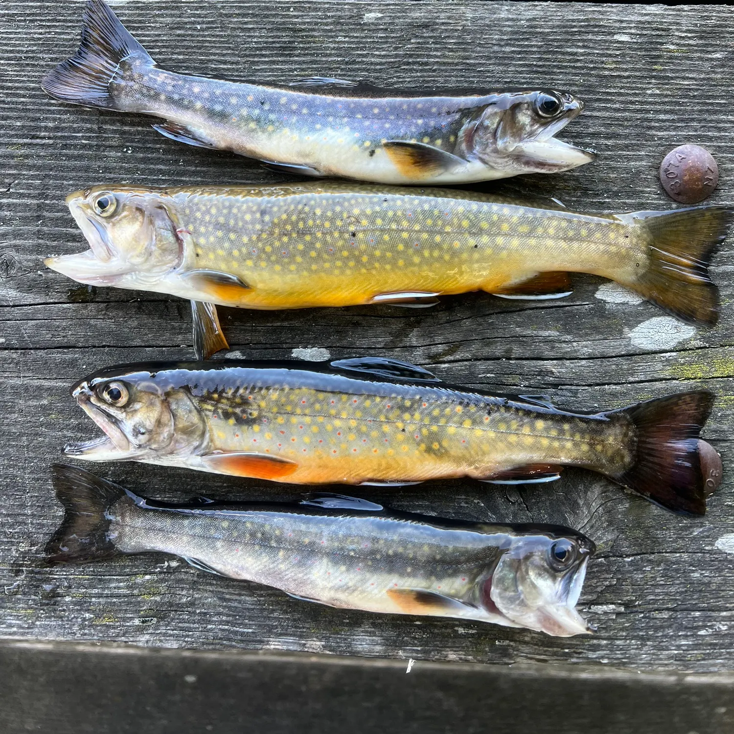 recently logged catches