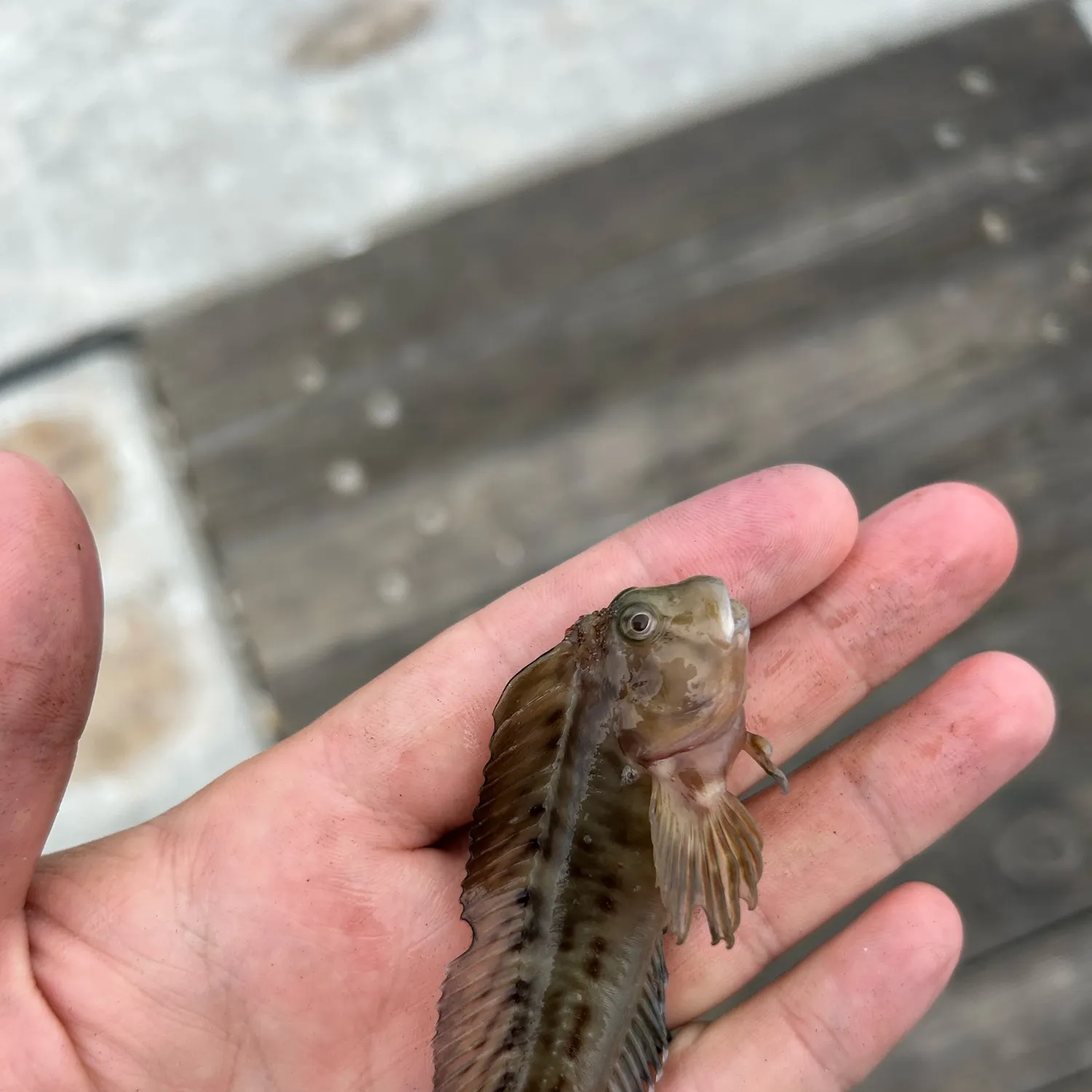 The most recent Molly miller catches on Fishbrain
