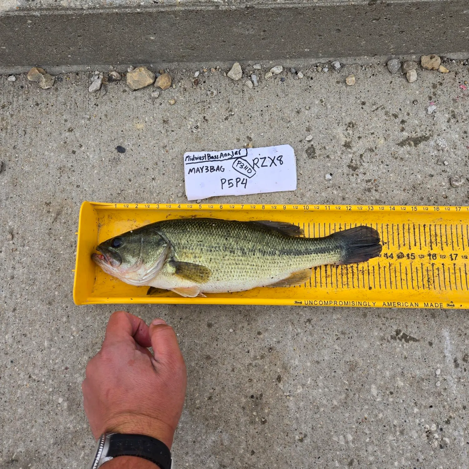 recently logged catches