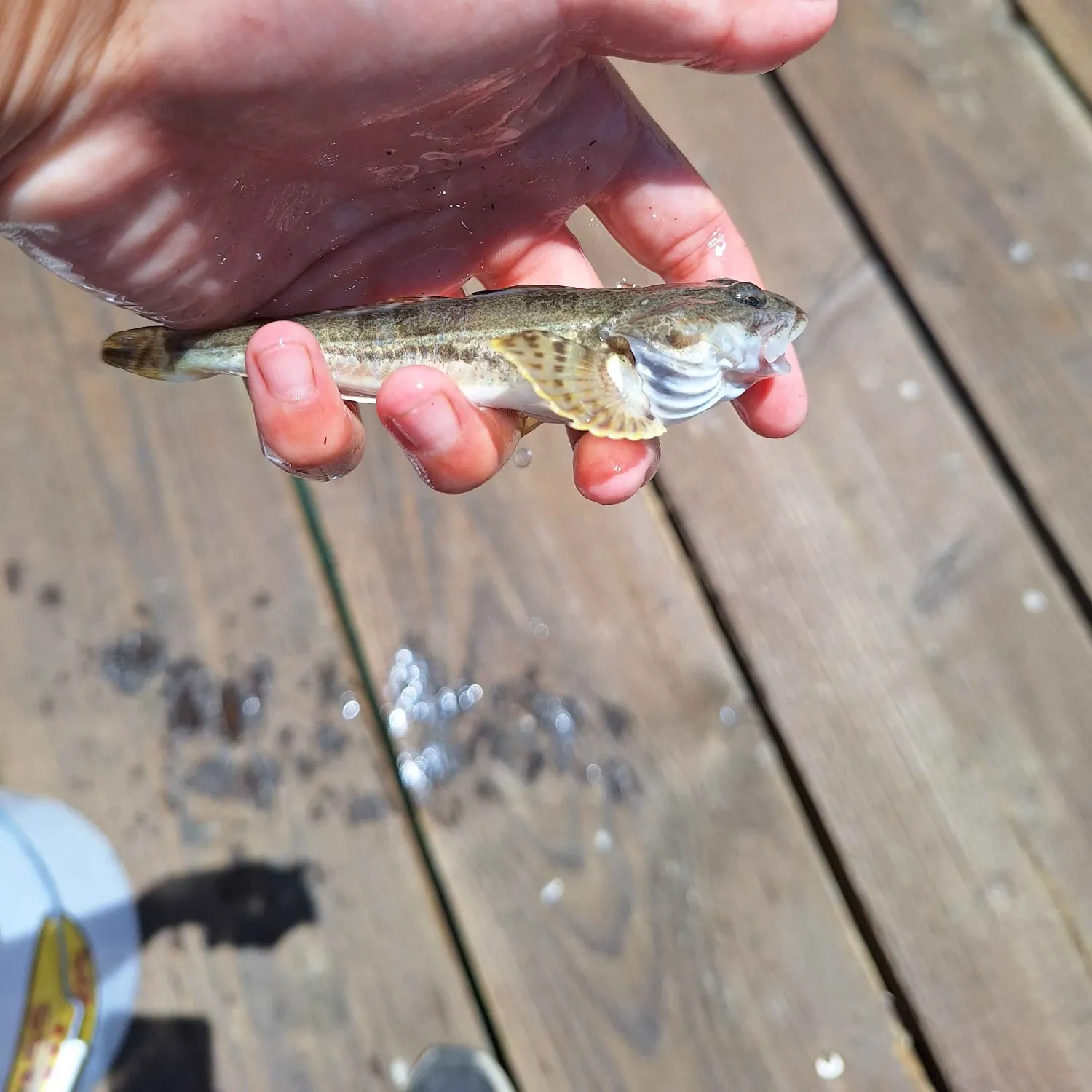 The most recent Pacific staghorn sculpin catches on Fishbrain