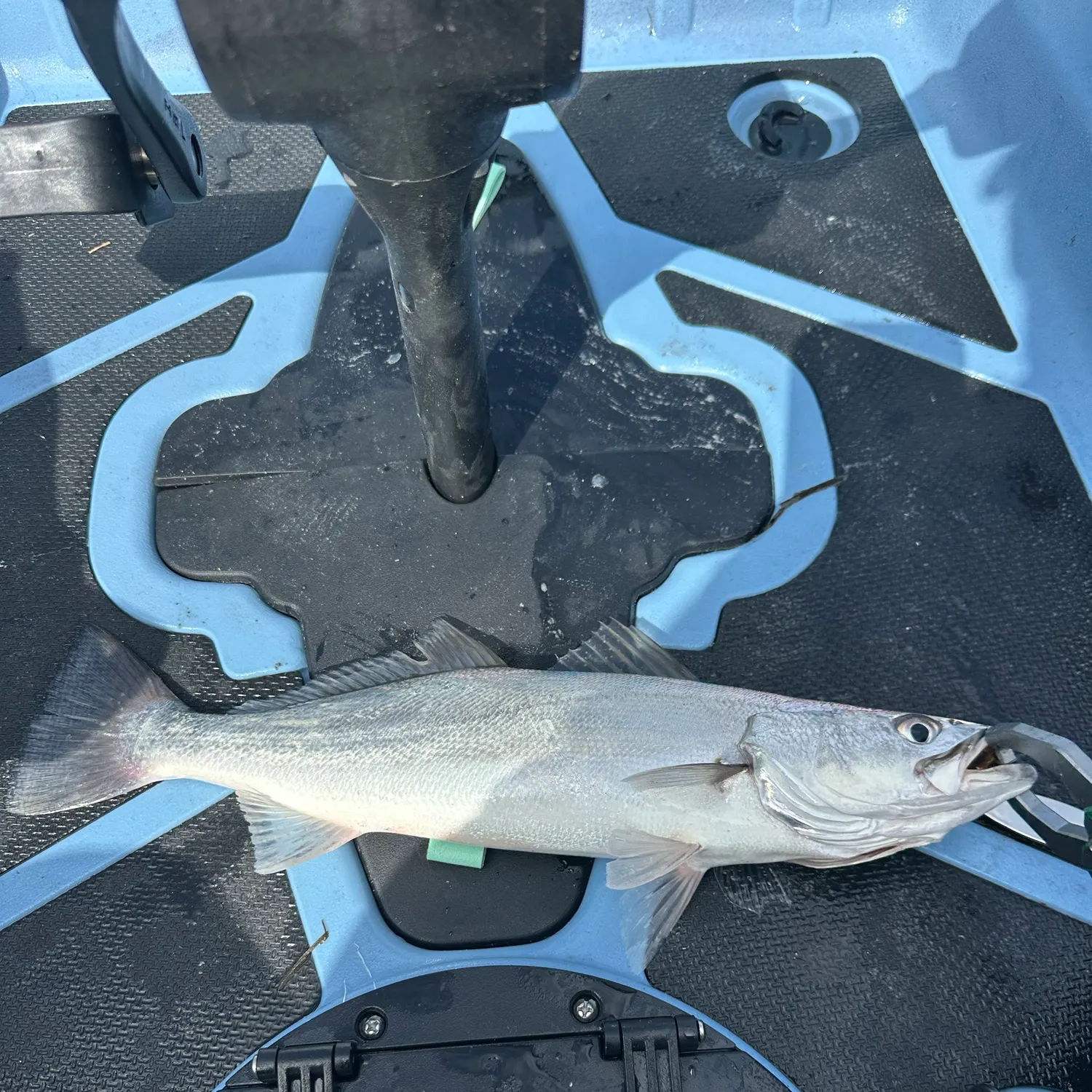 Shortfin corvina caught on Fishbrain