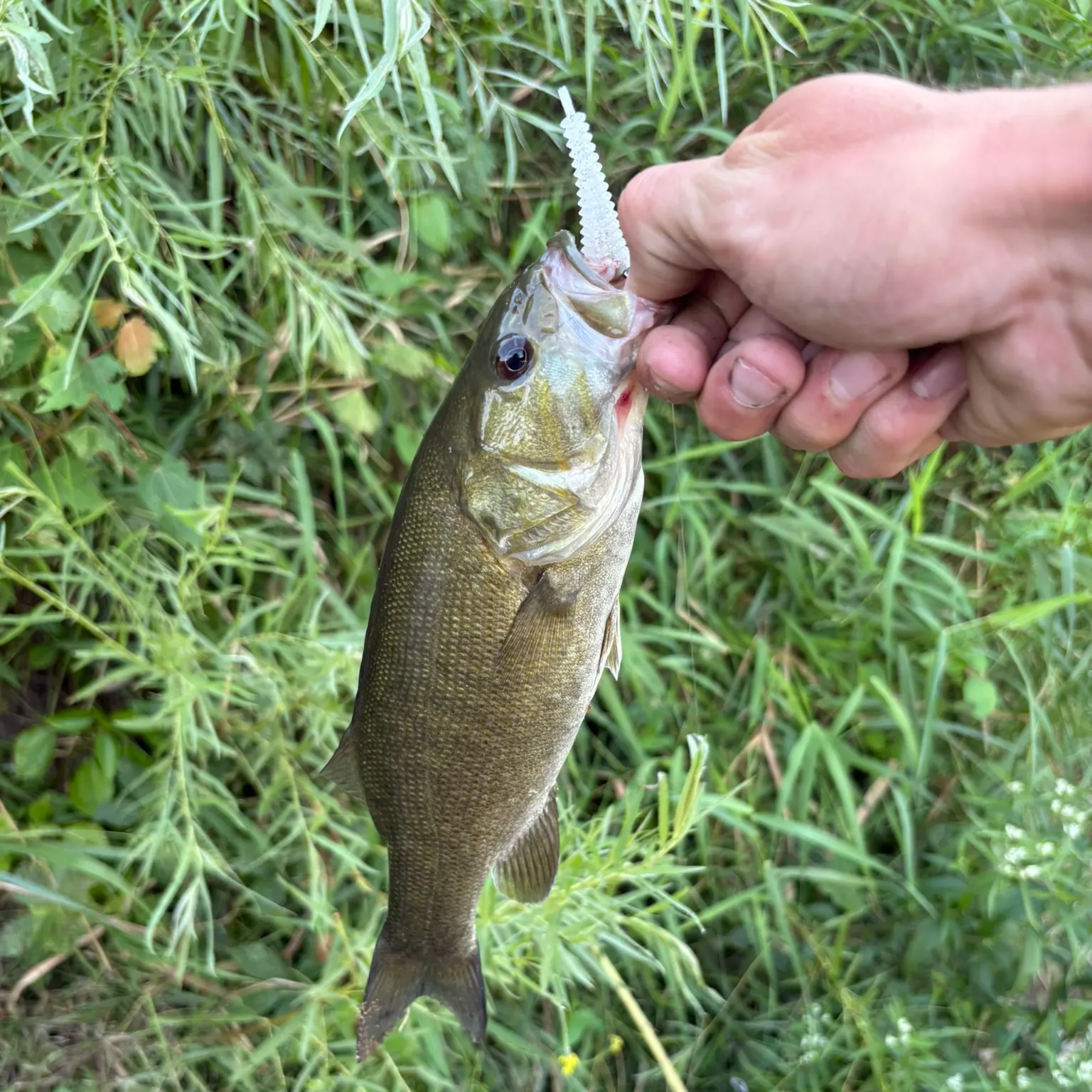 The most recent Smallmouth bass catches on Fishbrain