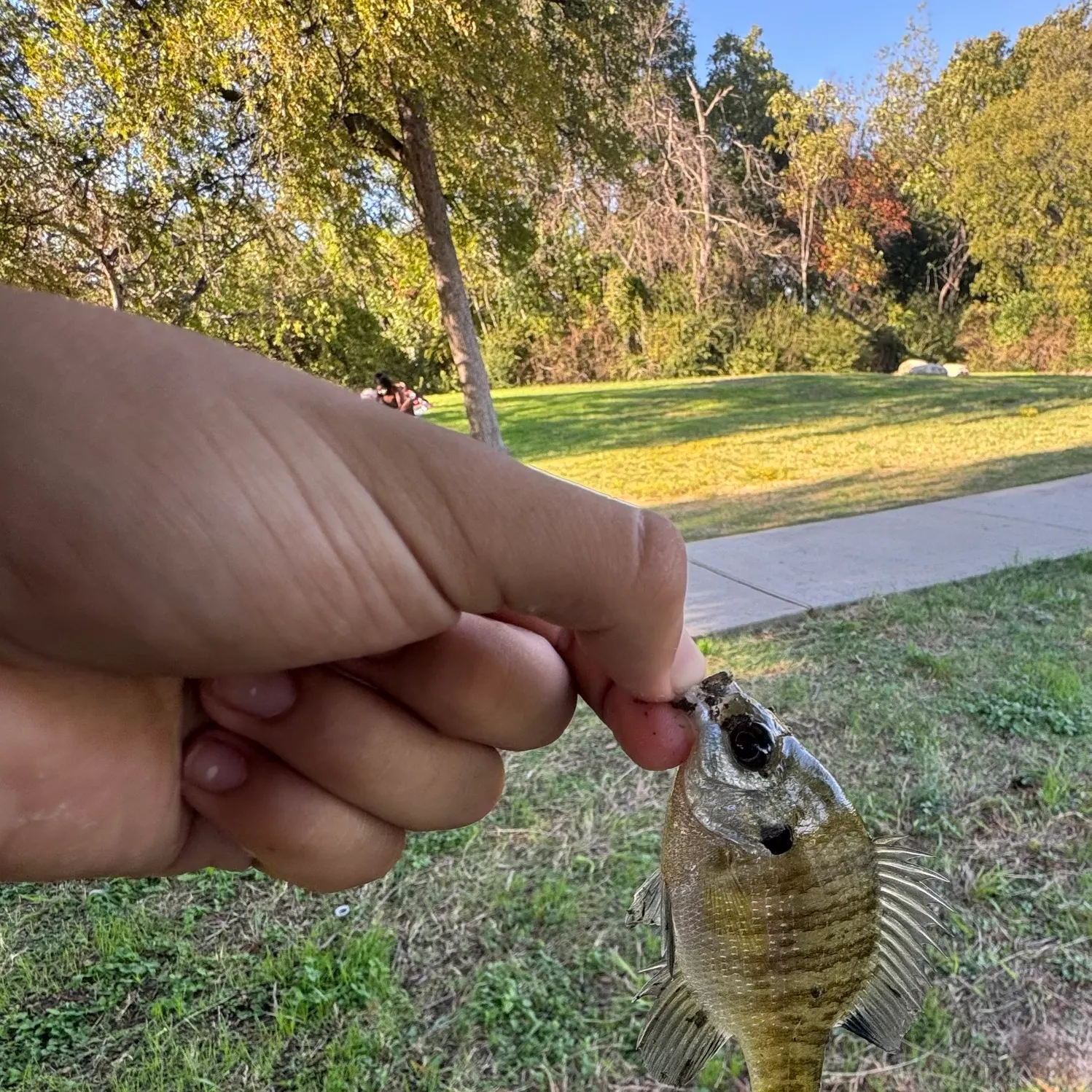 Bluegill caught on Fishbrain