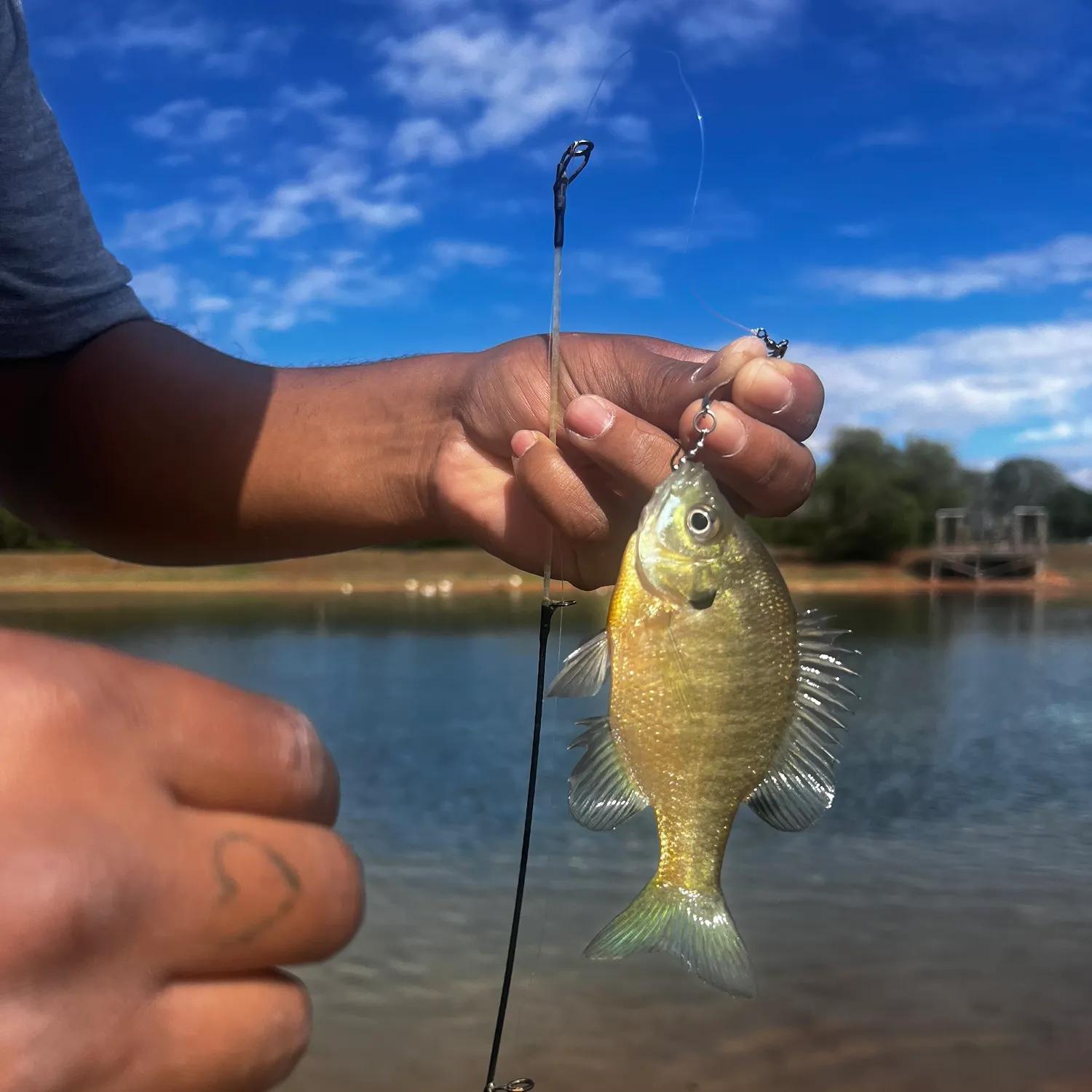 Bluegill caught on Fishbrain