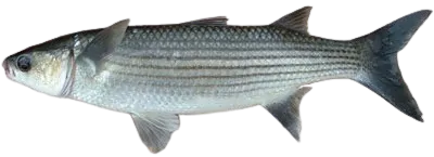 Thicklip grey mullet