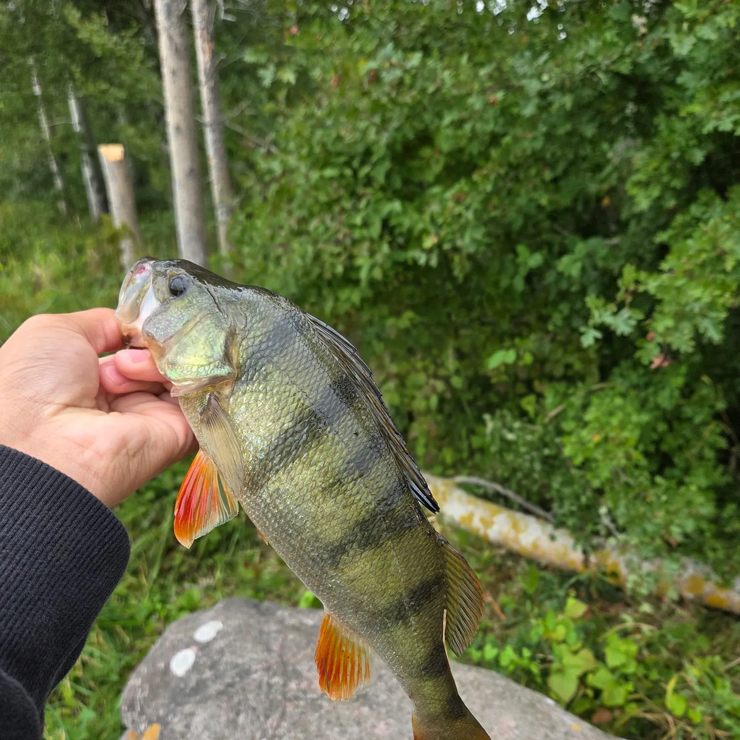 European perch caught on Fishbrain