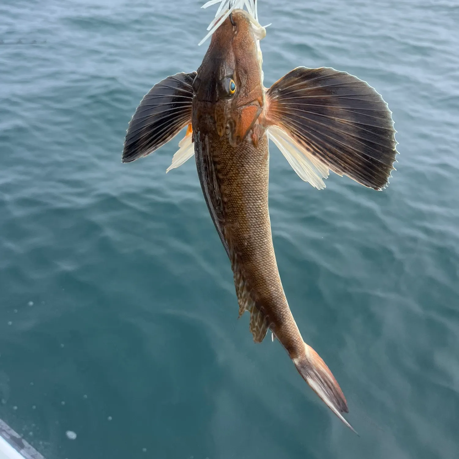 The most recent Striped searobin catches on Fishbrain