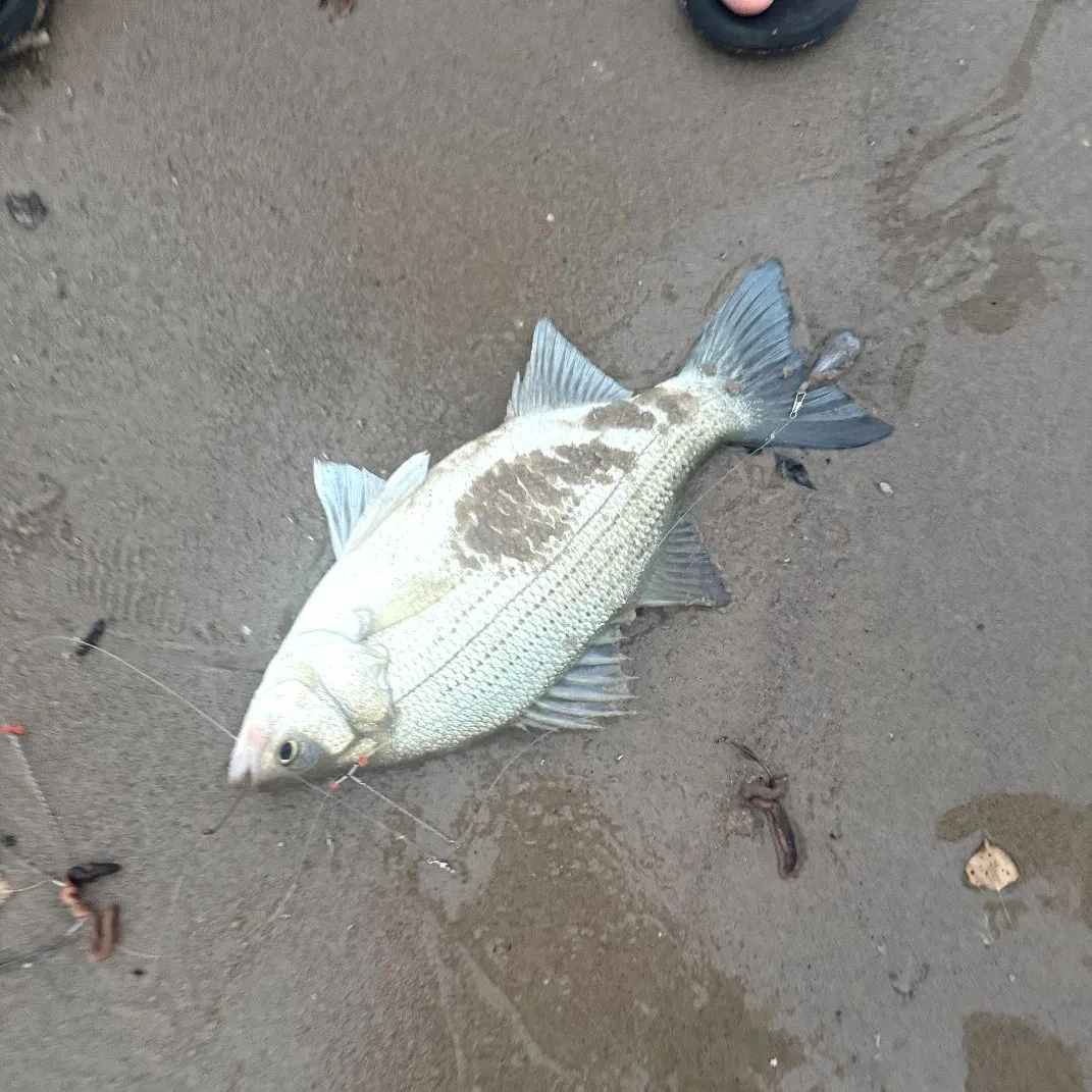 The most recent White bass catches on Fishbrain
