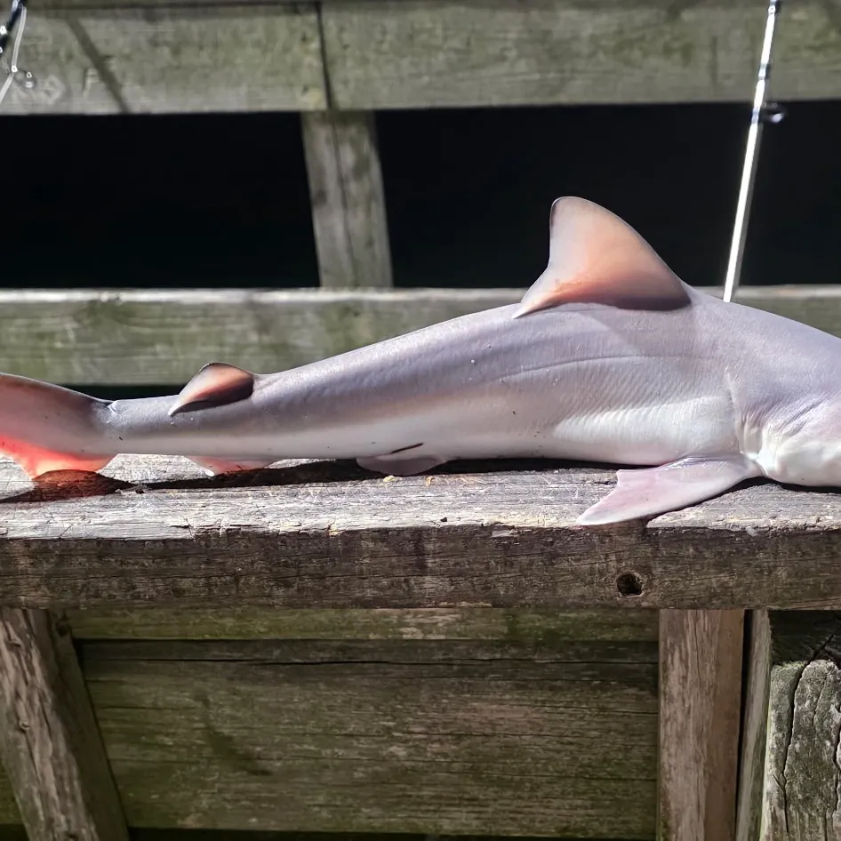 The most recent Sandbar shark catches on Fishbrain