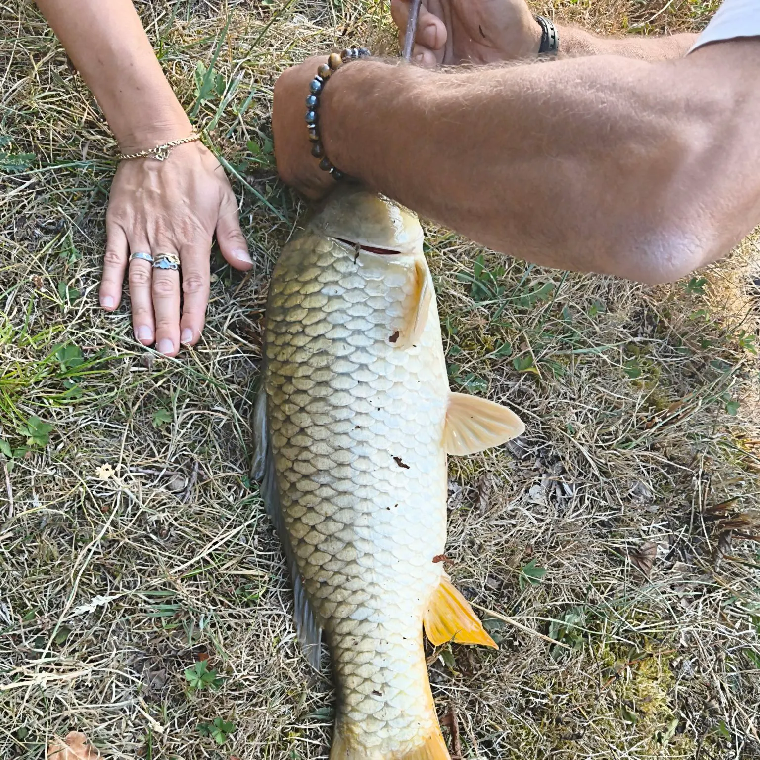 Common carp caught on Fishbrain
