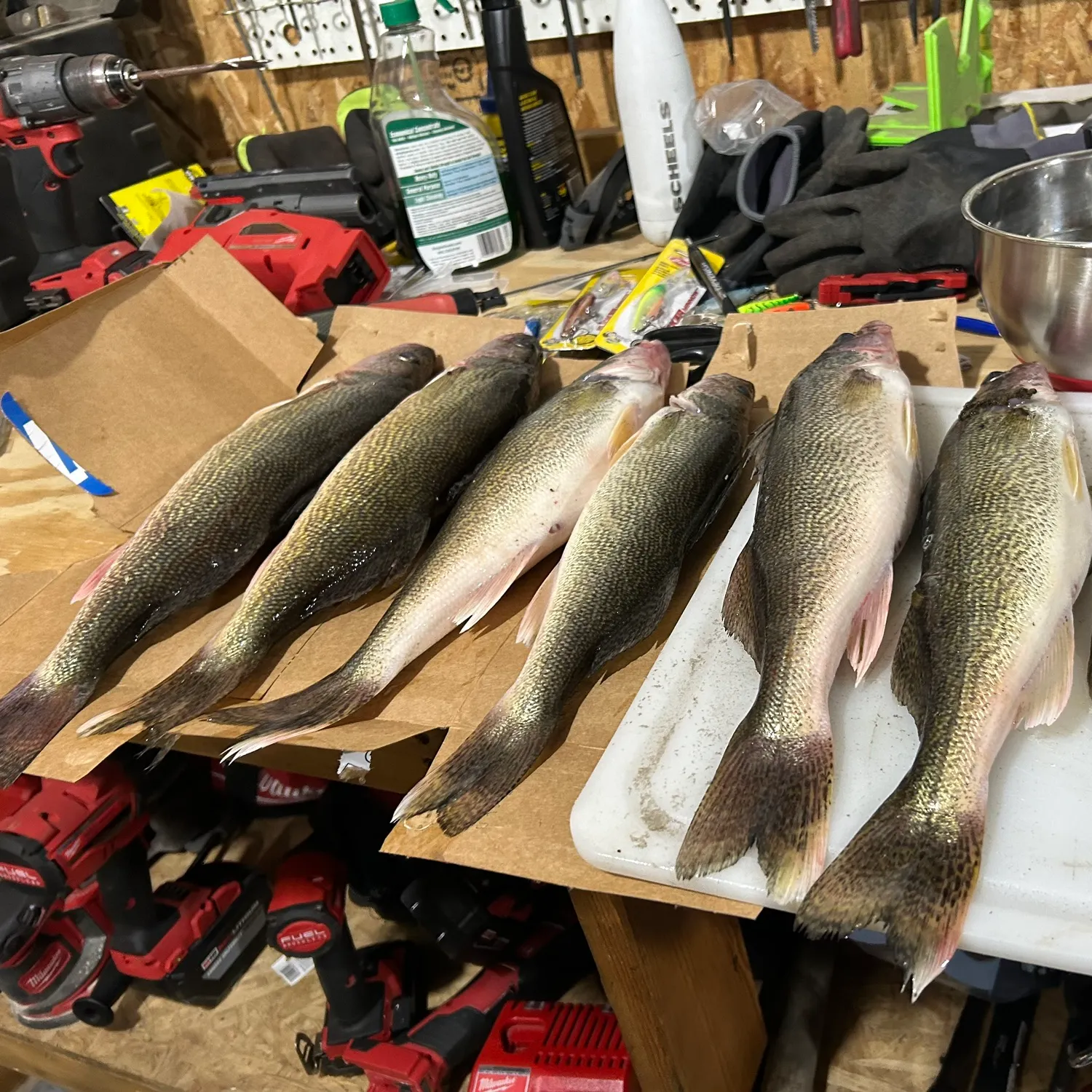 recently logged catches