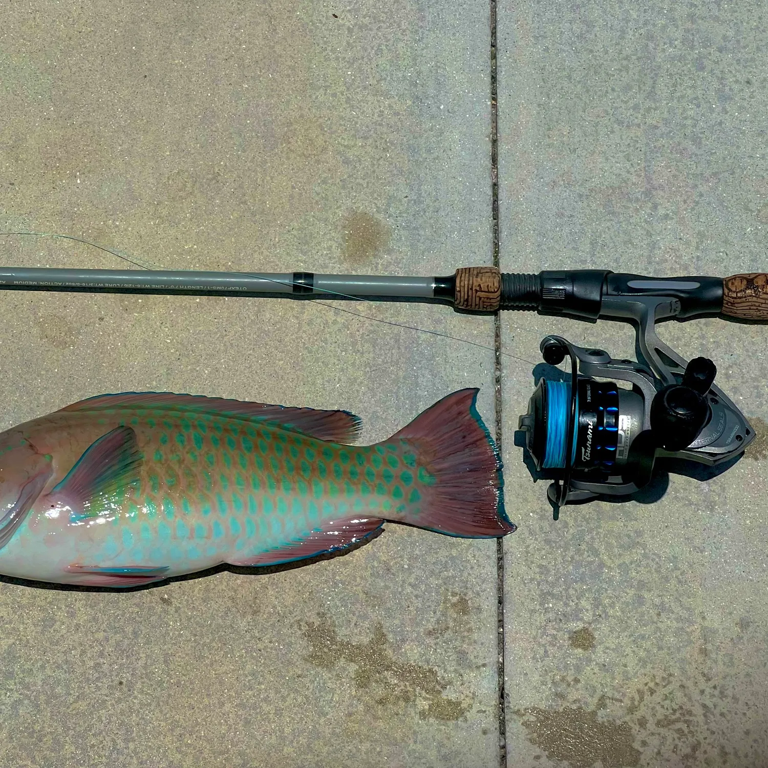 The most recent Rainbow parrotfish catches on Fishbrain