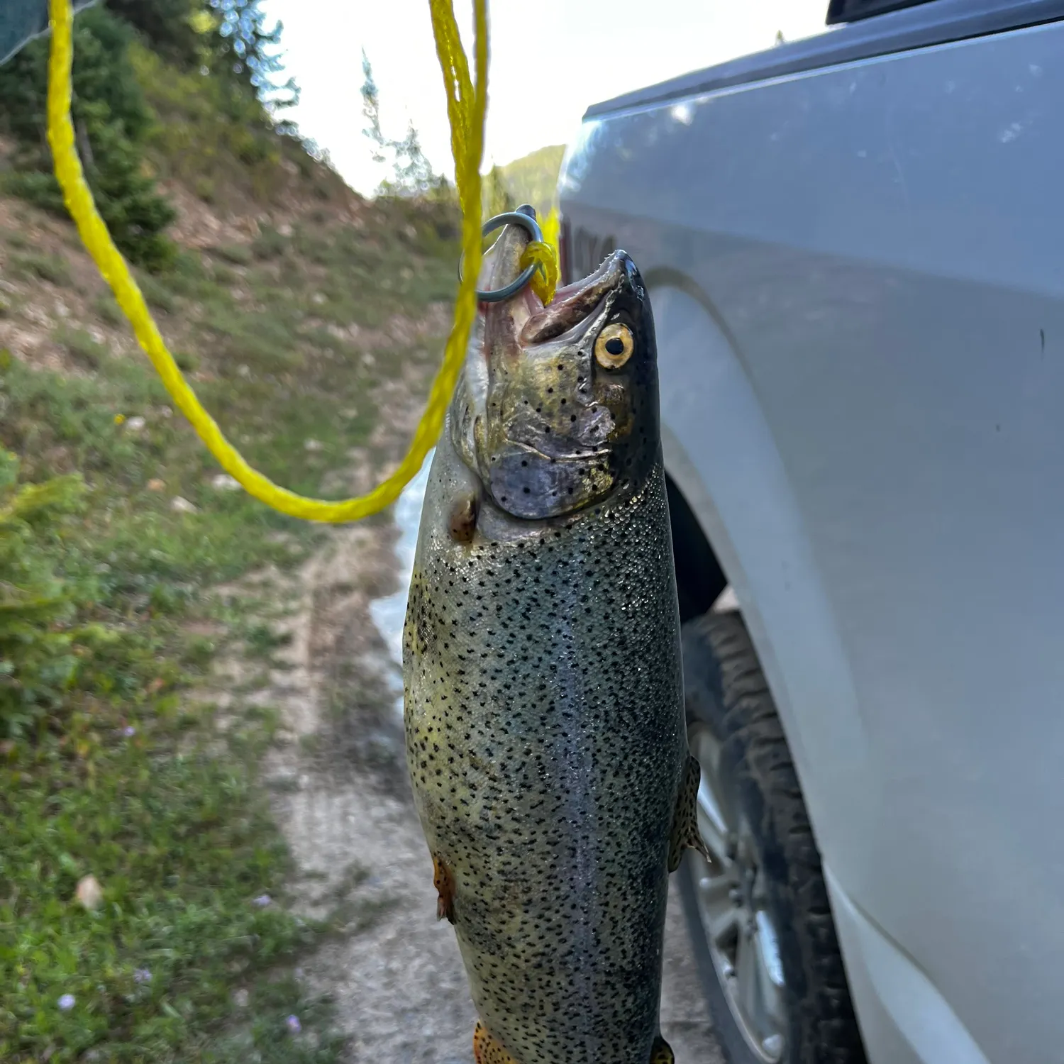 Rainbow trout caught on Fishbrain