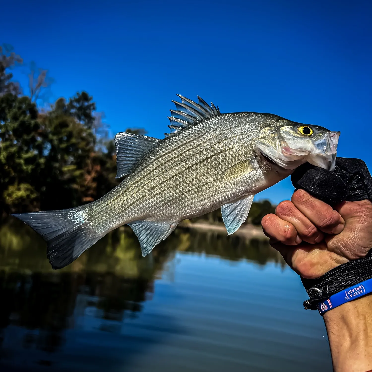 White bass caught on Fishbrain