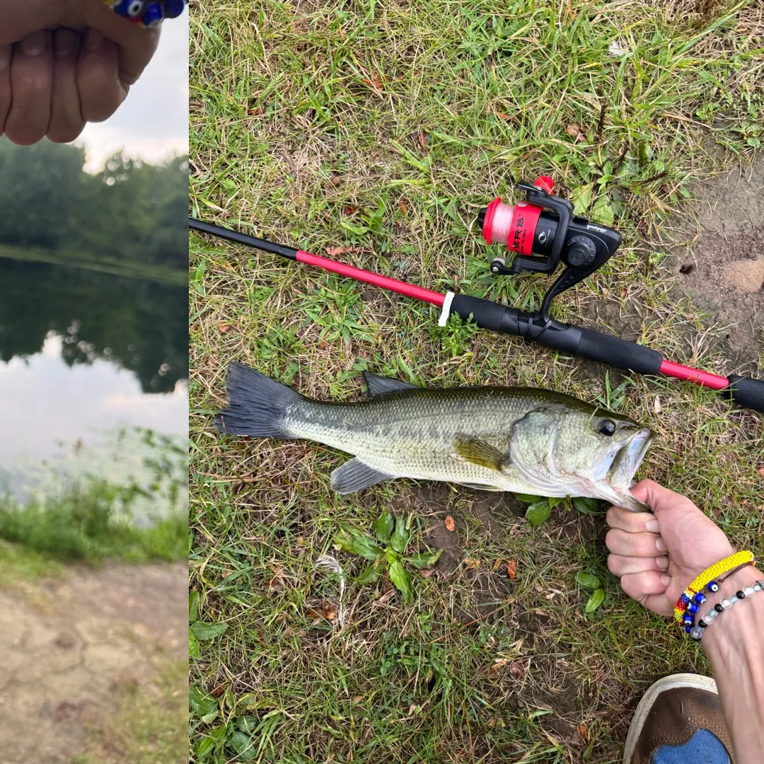 Largemouth bass caught on Fishbrain