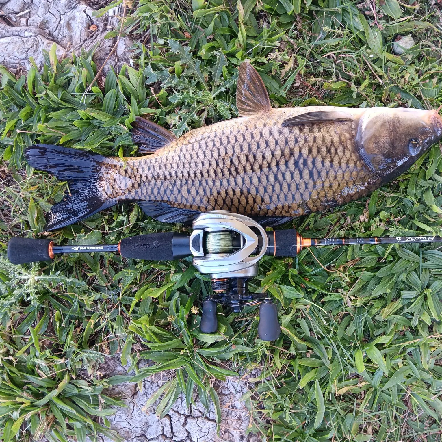 Common carp caught on Fishbrain