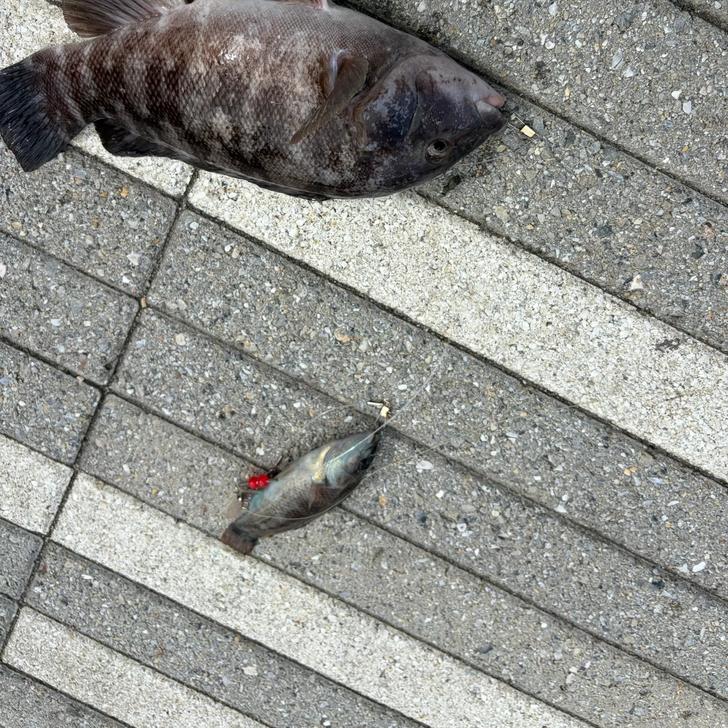 Cunner caught on Fishbrain